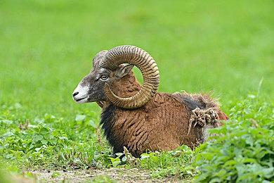 传闻：《血源》PS5版、《血源2》开发中 蓝点工作室打造